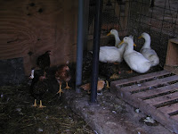 Fowl &ndash; 
