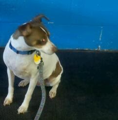 Don Sterling Dog Training Don Sterling Dog Training