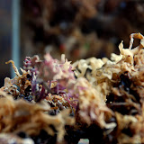 DSC_0028.JPG