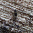 Springtail