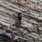 Springtail