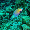 PB211712-1.JPG