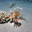DSC_0408-t.JPG