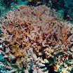 PB201532-t.JPG