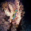 PB211775-t1.JPG
