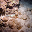PB211784-t.JPG