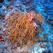 PB221799-t.JPG