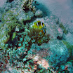 PB242062-t.JPG