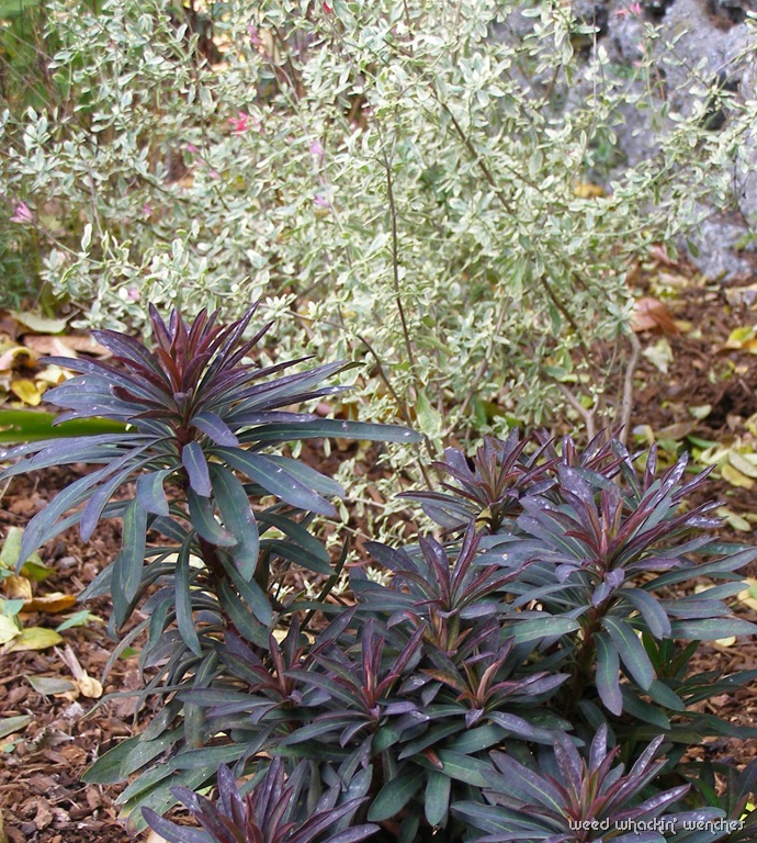 [P1010340rev6.jpg]