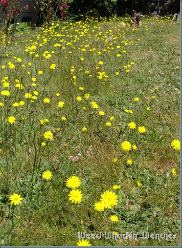 dandelions