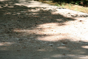 Nope, that isn't left over from the flood.  Bird droppings along the trail.