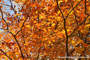 Another shot of the most vibrant tree remaining on the trail.