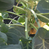 tiny brussel sprouts