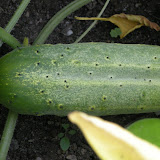 DSCN1431.JPG