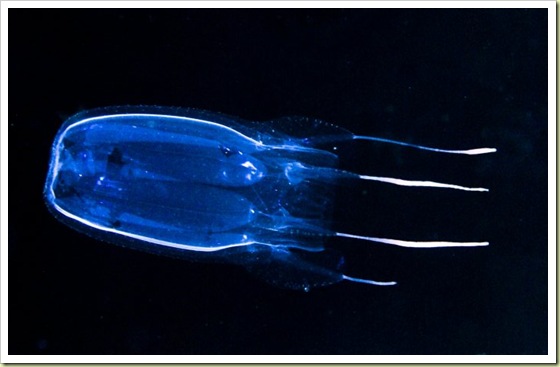 01 most poisonous animals in the world king box jellyfish2 10 Binatang Paling Beracun Di Dunia