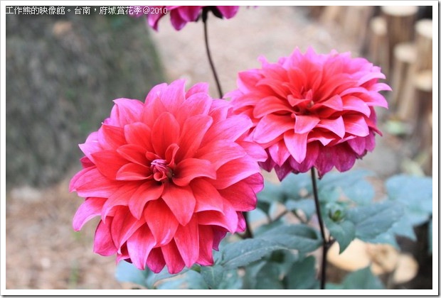 Tainan_Park_flower24