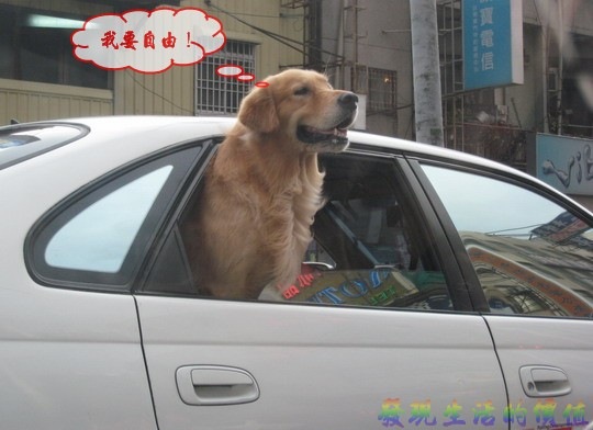 [dog_in_car03[2].jpg]