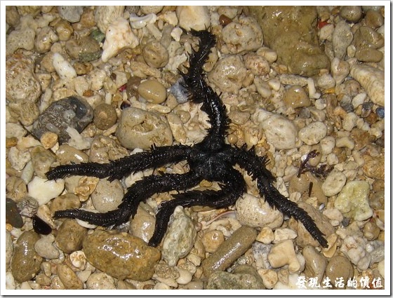 『蜈蚣櫛蛇尾』又稱『海蜈蚣』，是台灣地區潮間帶常見的一種陽燧足。解說員會把它抓起來，然後讓它爬在手上，我也試了一下，癢癢的，怪噁心的。不過應該是沒有毒。 