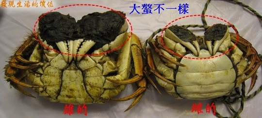 [crab012.jpg]