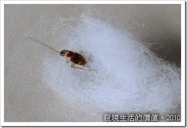 cotton_catch_roach01 cotton_catch_roach01