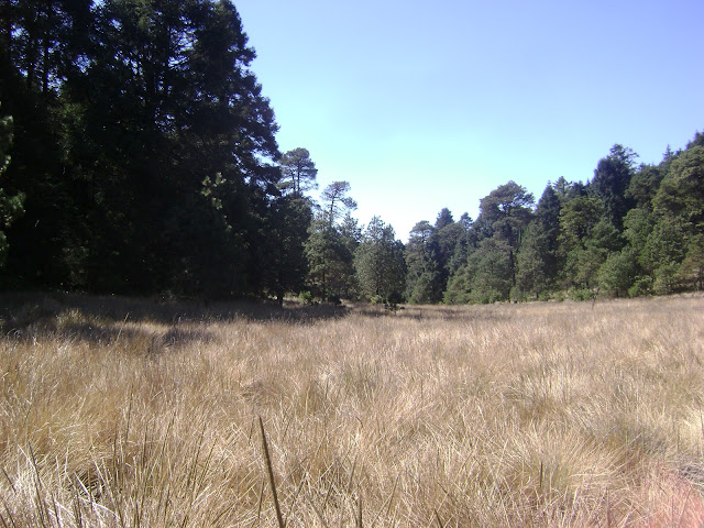 Llano en el Cerro de Zictepec