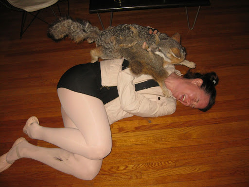 funny animal attack videos 