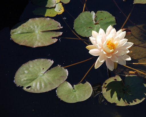 Lilypons Water Gardens