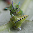 Trident Membracid