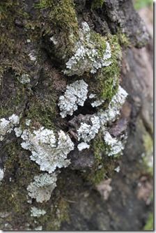 lichen