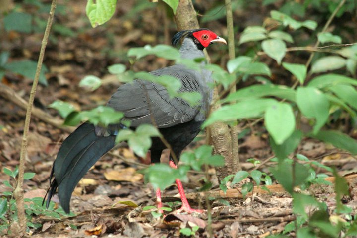 Kalij Pheasant