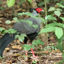 Kalij Pheasant