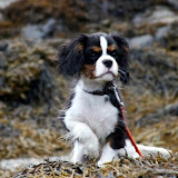 Mini cavalier-treff