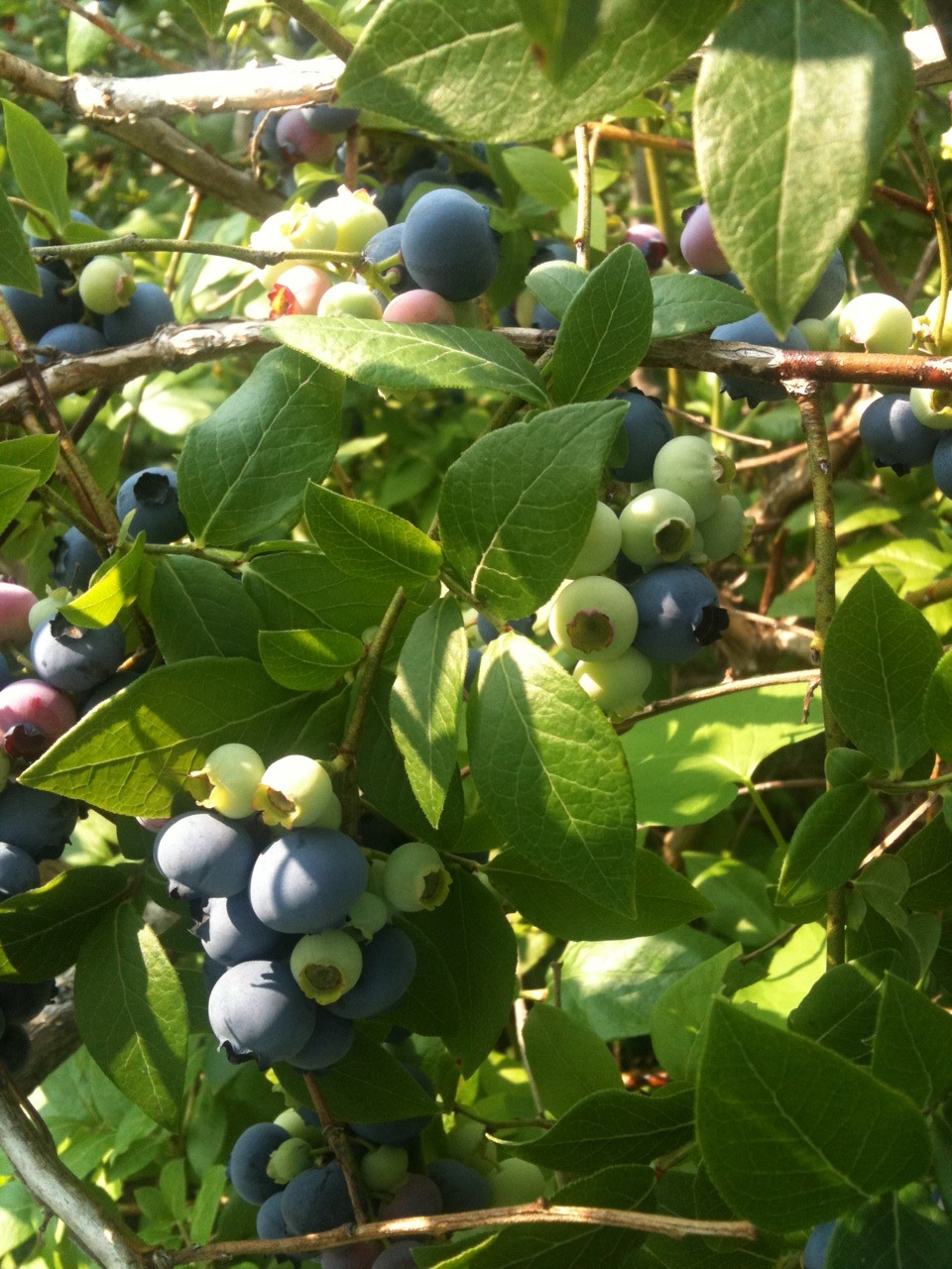 [blueberry[2].jpg]