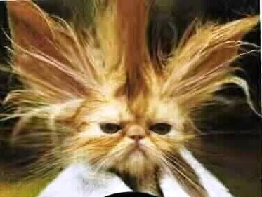 [bad_hair2.jpg]