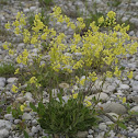 Buckler Mustard, Brillenschötchen