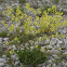 Buckler Mustard, Brillenschötchen