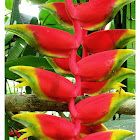Bird of paradise