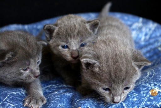 kittens are still available