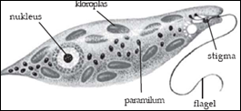 Struktur Tubuh Euglena