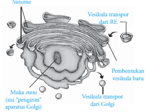 badan golgi badan golgi