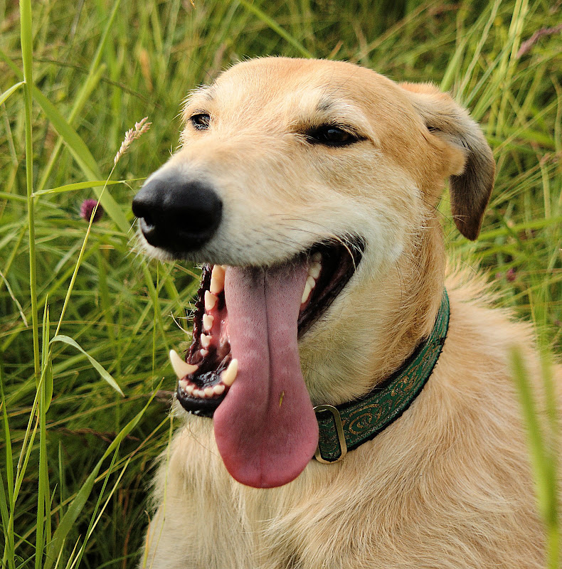 tongue.jpg