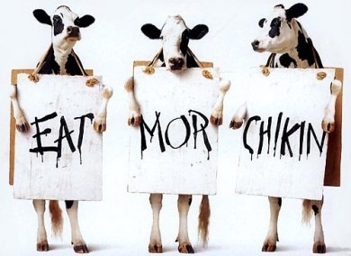 [chikin-390x284[3].jpg]