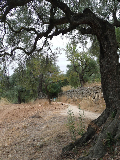 Oliveres i pedra seca oliveres i marges de pedra seca.jpg