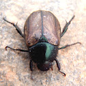 Escarabajo del maní