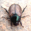 Escarabajo del maní