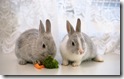 rabbit 18 desktop widescreen wallpaper