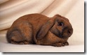rabbit 19 desktop widescreen wallpaper