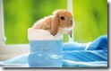 rabbit 16 desktop widescreen wallpaper