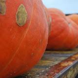 Pumpkin Patch 2009