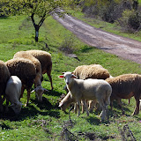 DSC_4656.JPG